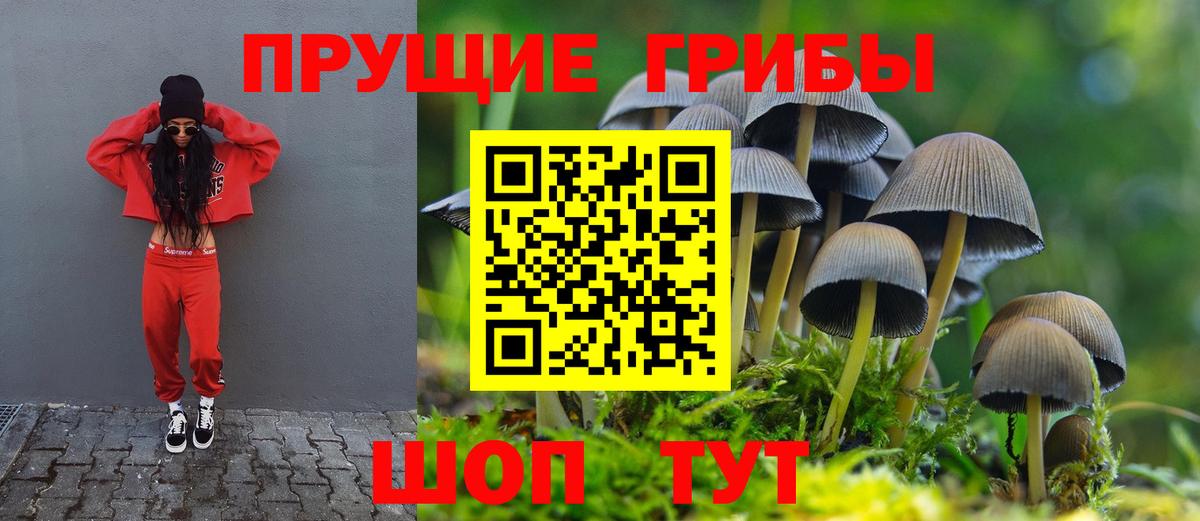 Псилоцибиновые грибы Psilocybine cubensis  Псилоцибиновые грибы прущие грибы  Ахтубинск  Вход с VPN 